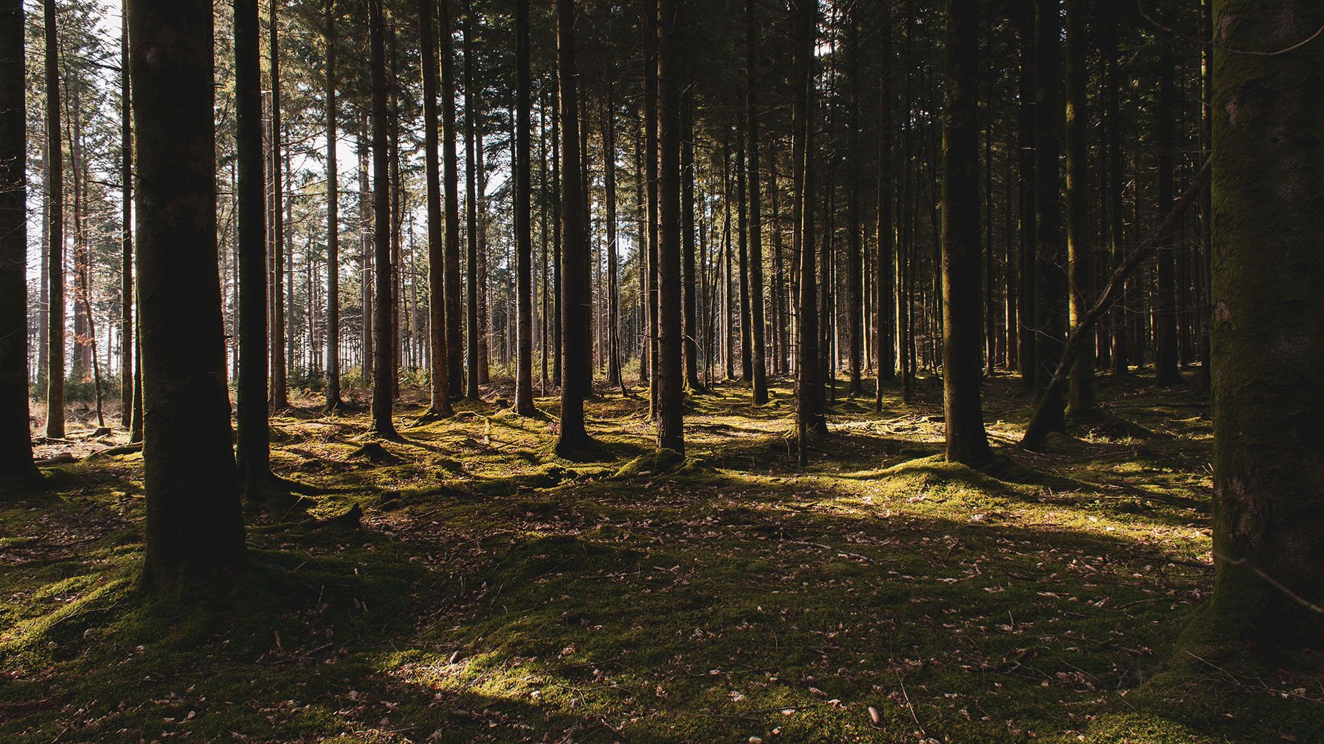 Schnitze dein Leben aus dem Holz, das du hast. Zitat